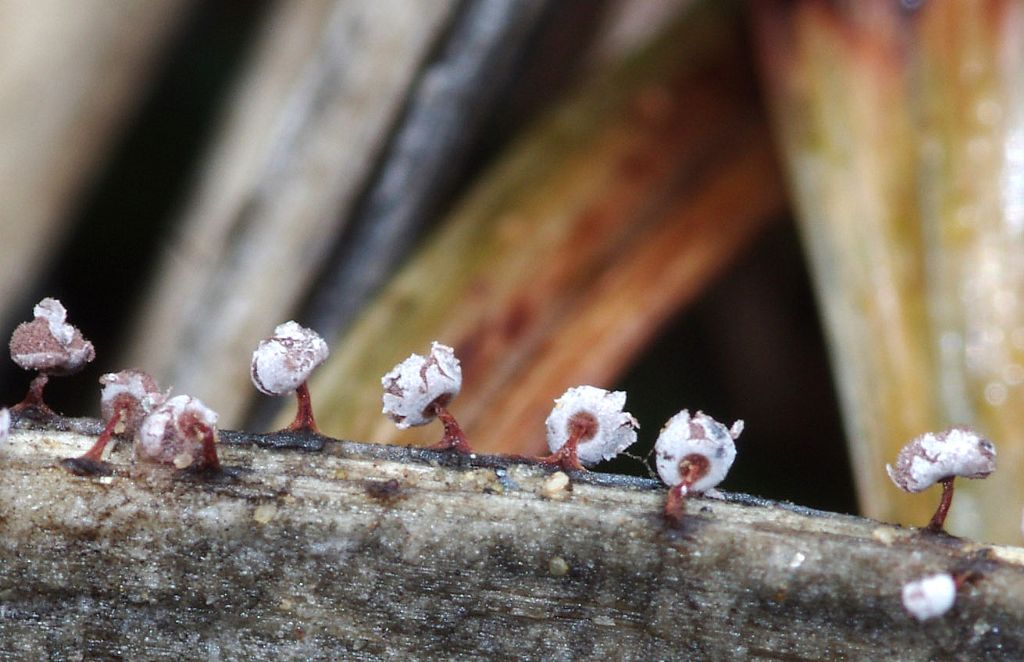 Physarum cf pusillum